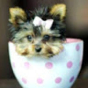 Meet your Posher, Macie